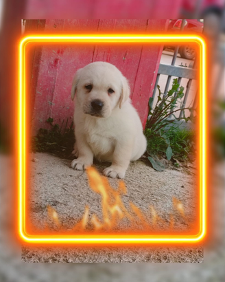 Labrador retriever pedigree enci