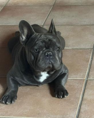 Maschio per accoppiamento Bulldog francese Blue
