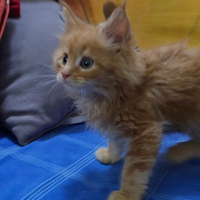 Maine coon cucciolo