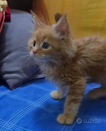 Maine coon cucciolo