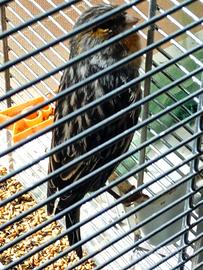 Coppia canarini nero mosaico