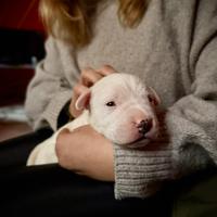 Cuccioli di DOGO ARGENTINO - prenotazioni