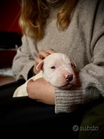 Cuccioli di DOGO ARGENTINO - prenotazioni