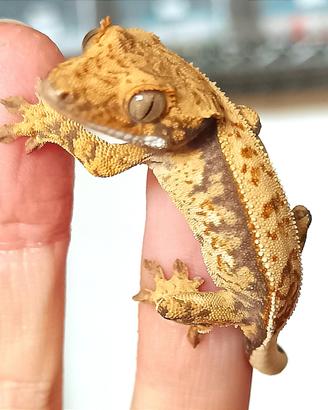 Geco Ciliatus Tricolor, teca, insetti