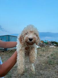 Cucciolo LAGOTTO