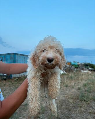 Cucciolo LAGOTTO