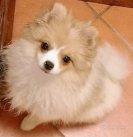 Cucciola di volpino Spitz tedesco