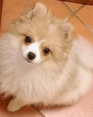 Cucciola di volpino Spitz tedesco