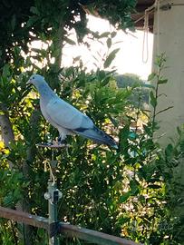 Piccioni da racchetta per la caccia al colombaccio