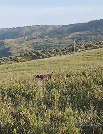 Cani da ferma