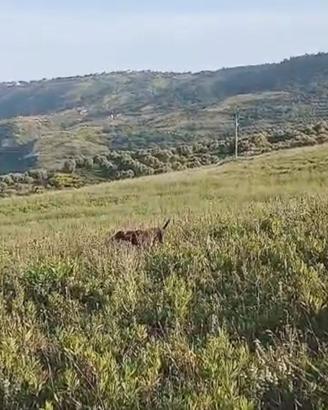 Cani da ferma