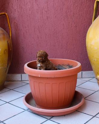 Barboncino toy red