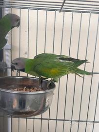 Parrocchetto dai mustacchi