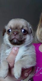 Chihuahua