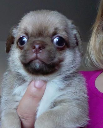 Chihuahua
