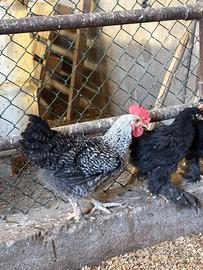 Galli e galline