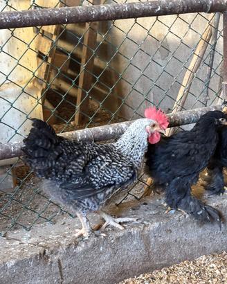 Galli e galline