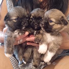 cuccioli di Shiranian (Shitzu X Spitz Piccolo)