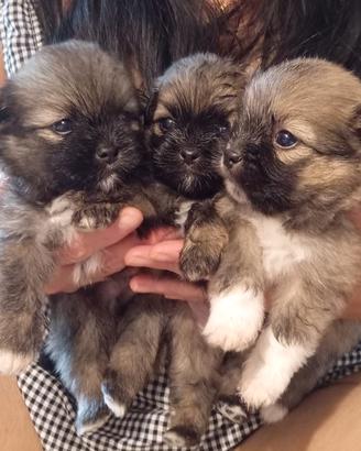 cuccioli di Shiranian (Shitzu X Spitz Piccolo)