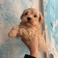 Maltipoo toy