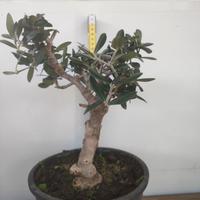 Ulivo prebonsai U01