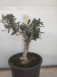 Ulivo prebonsai U01