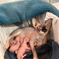Cuccioli sphynx
