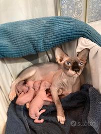 Cuccioli sphynx