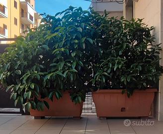 Viburno Lucido in Vaso 100x40 – Privacy Immediata 
