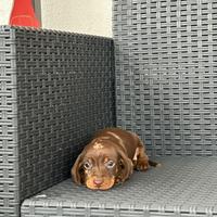 Cucciolo bassotto kaninchen