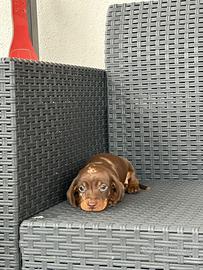 Cucciolo bassotto kaninchen