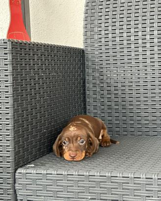 Cucciolo bassotto kaninchen