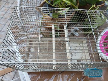 gabbia per uccelli