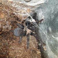 MIgale Cyriopagopus sp. hati hati