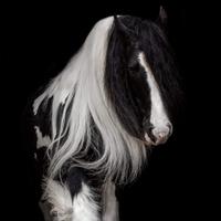 Gypsy vanner