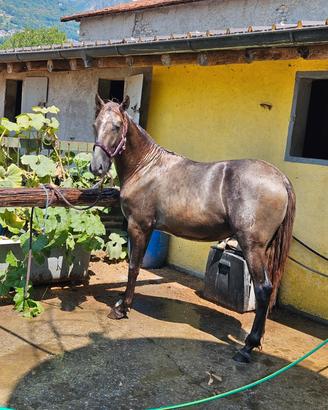 cavallo Andaluso