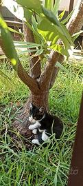 gatti