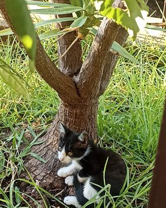 gatti
