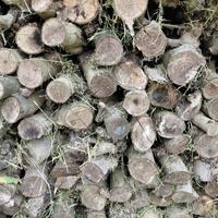 legna da ardere taglio camino-stufa essiccata.