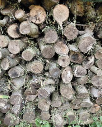 legna da ardere taglio camino-stufa essiccata.