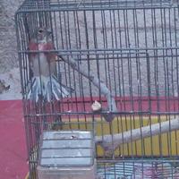 Fanello maschio