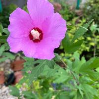 Piante 15 piante ibisco