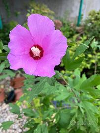 Piante 15 piante ibisco