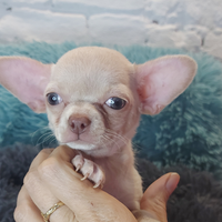 Chihuahua femmina pedigree