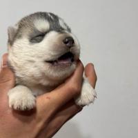 Cuccioli husky siberiani