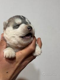 Cuccioli husky siberiani