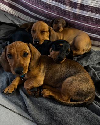 Cane bassotti tedeschi