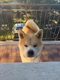 Akita Inu con Pedigree