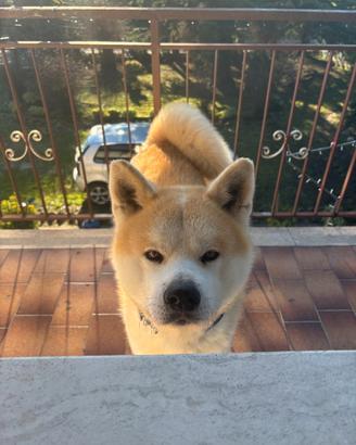 Akita Inu con Pedigree
