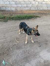 Pastore tedesca ( al miglior offerente)